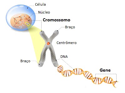 de celula a cromossomo e gene