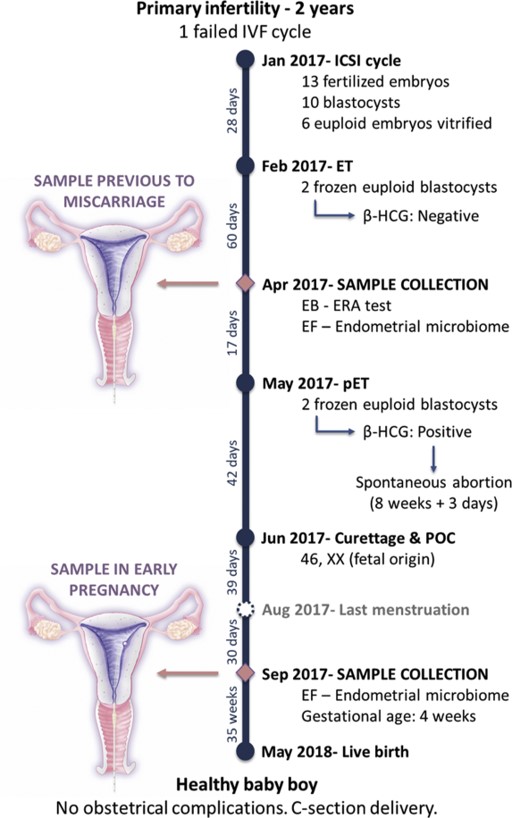 microbioma endometrial na gravidez
