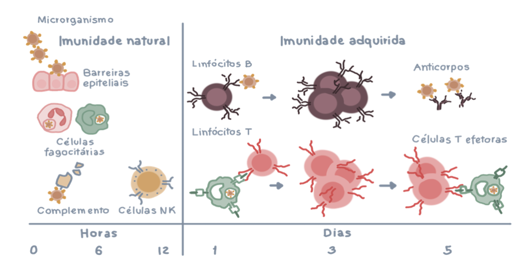 imunidade coronavírus