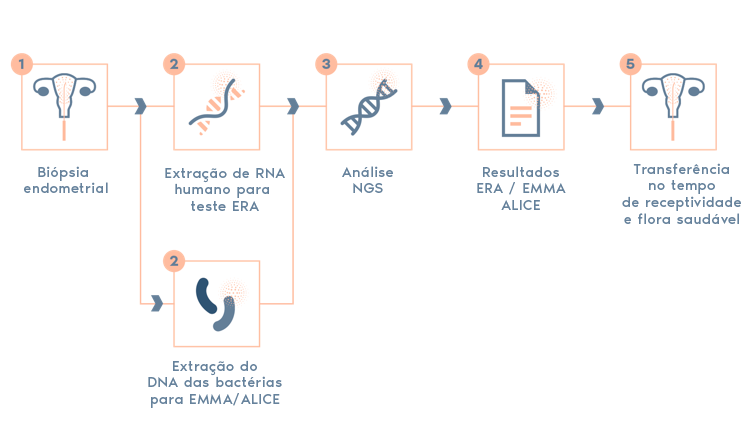 passo a passo endometrio