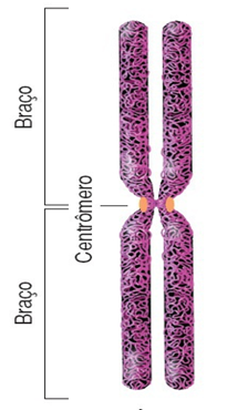 estrutura cromossomo