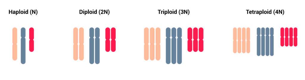 ploidias