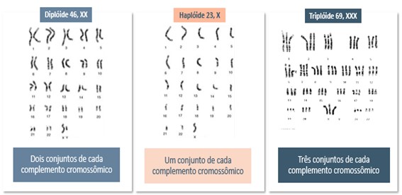 Diploide, Haploide e Triploide